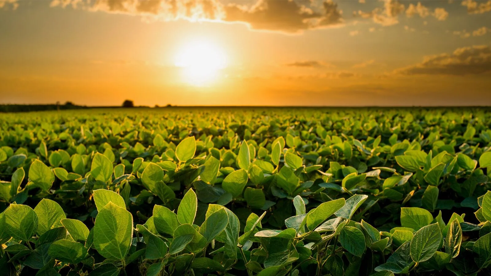 combata os estresses nas plantas com megafol